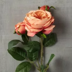 Best Sale ❤️ 12 Pack: Pink Coral English Rose Stem by Ashland® ✨ -Ashland Sale Store MP501509 25