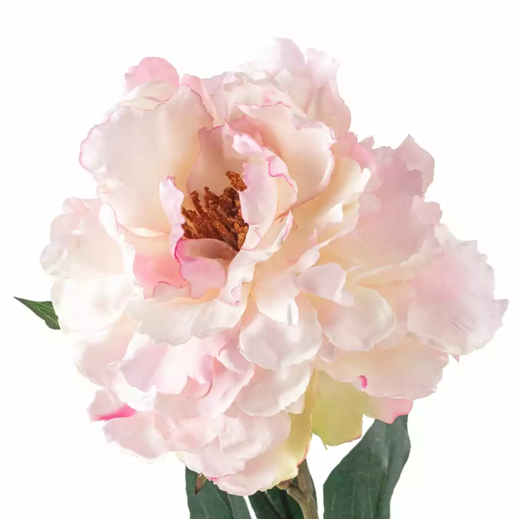 Promo 🎁 12 Pack: Light Pink Peony Stem by Ashland® ⌛ 5 Promo 🎁 12 Pack: Light Pink Peony Stem by Ashland® ⌛ - Image 3