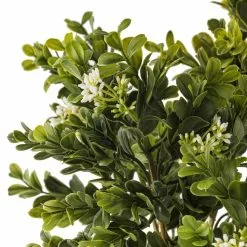 Buy ⌛ 9 Pack: Boxwood & Berry Bush by Ashland® ⭐ -Ashland Sale Store MP546917 20