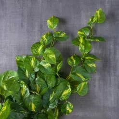 Deals 🧨 12 Pack: Hanging Philo Bush by Ashland® ⭐ -Ashland Sale Store MP547222 22