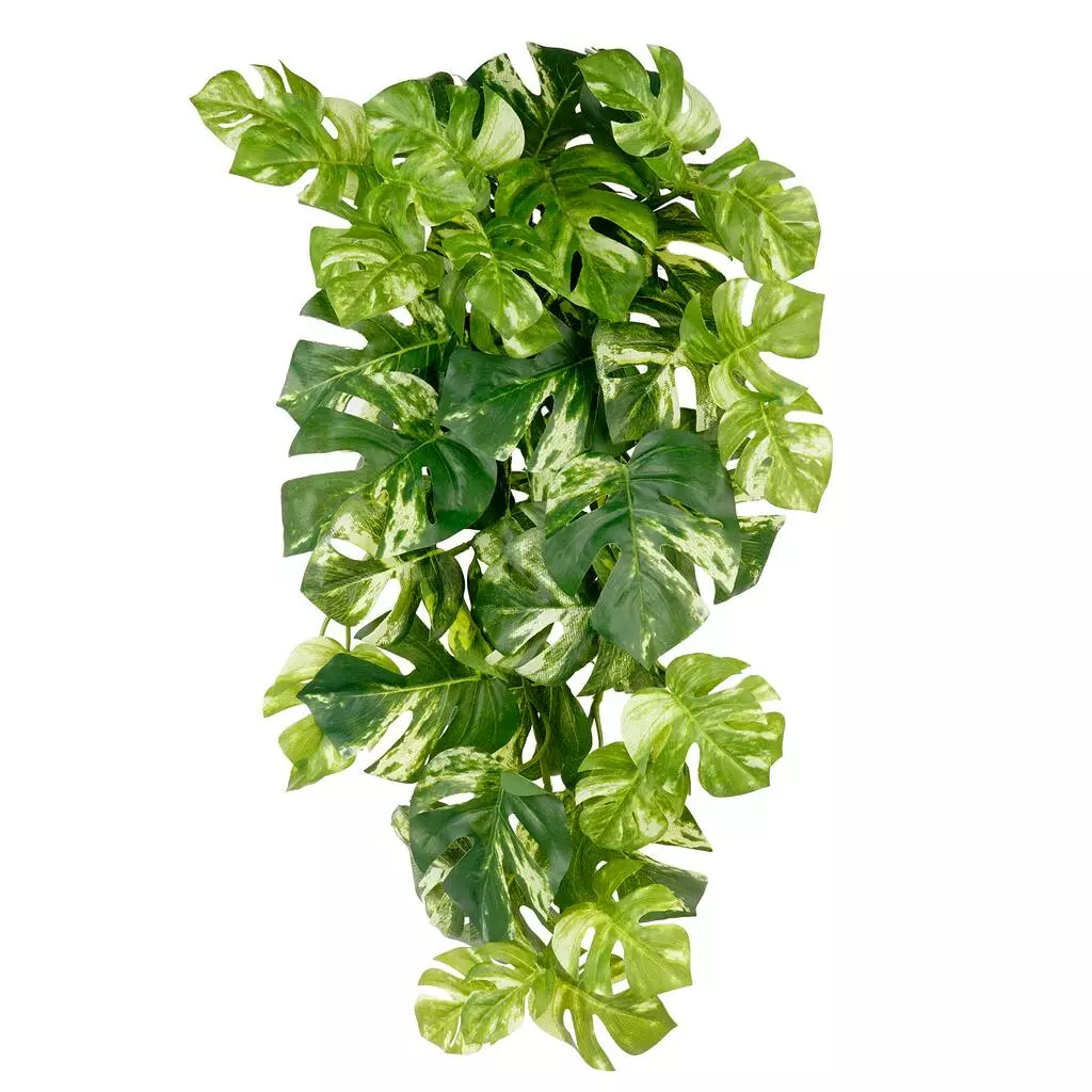 Best deal โค๏ธ 12 Pack: Split Hanging Philo Bush by Ashland® ๐ 3 Best deal โค๏ธ 12 Pack: Split Hanging Philo Bush by Ashland® ๐