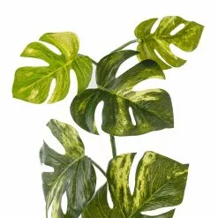 Best deal โค๏ธ 12 Pack: Split Hanging Philo Bush by Ashland® ๐ 11 Best deal โค๏ธ 12 Pack: Split Hanging Philo Bush by Ashland® ๐ -Ashland Sale Store MP547223 20