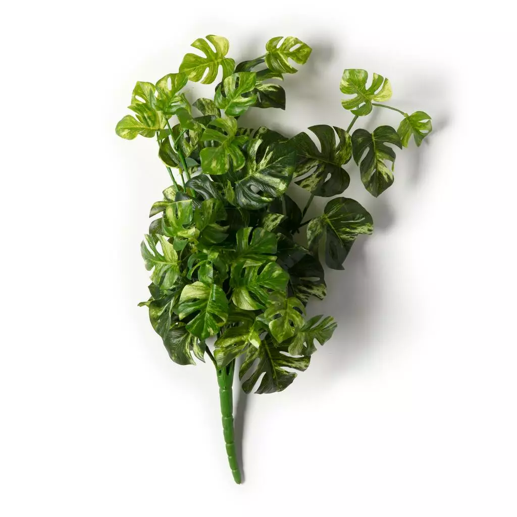 Best deal โค๏ธ 12 Pack: Split Hanging Philo Bush by Ashland® ๐ 5 Best deal โค๏ธ 12 Pack: Split Hanging Philo Bush by Ashland® ๐ - Image 3