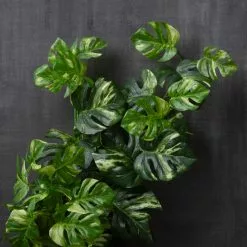 Best deal โค๏ธ 12 Pack: Split Hanging Philo Bush by Ashland® ๐ 10 Best deal โค๏ธ 12 Pack: Split Hanging Philo Bush by Ashland® ๐ -Ashland Sale Store MP547223 22