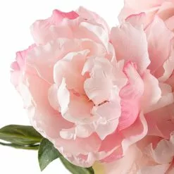 Best deal 😀 12 Pack: Pink Peony Bush by Ashland® ❤️ -Ashland Sale Store MP547349 20