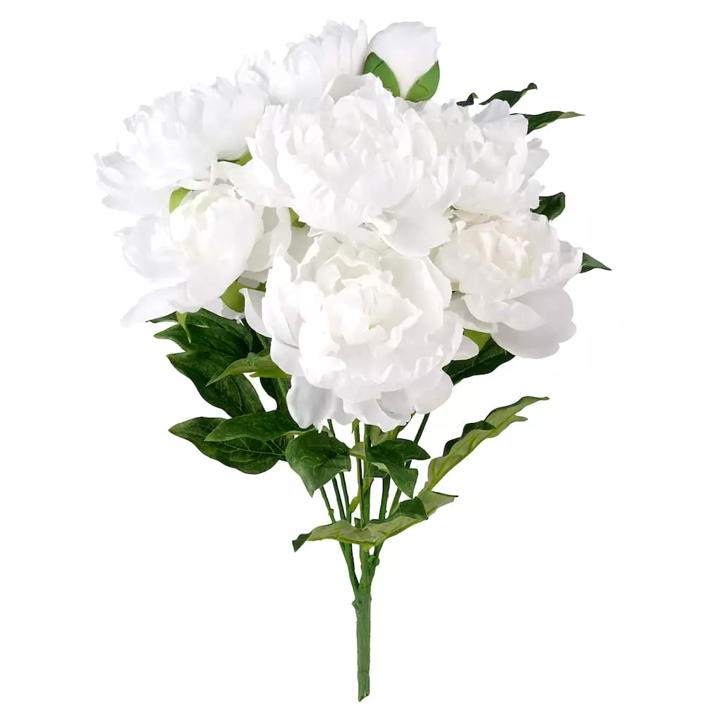 New 😍 12 Pack: White Peony Bush by Ashland® 🤩 3 New 😍 12 Pack: White Peony Bush by Ashland® 🤩