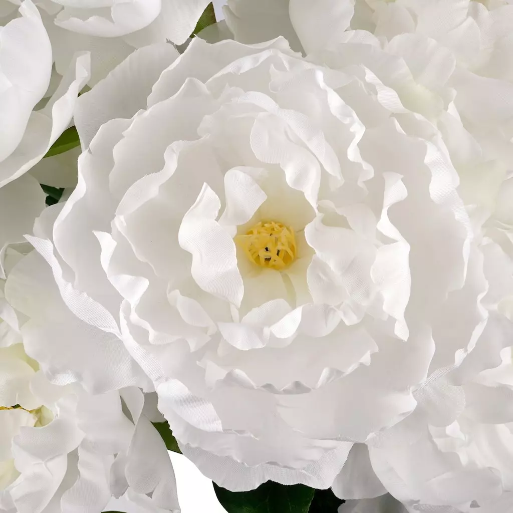 New 😍 12 Pack: White Peony Bush by Ashland® 🤩 4 New 😍 12 Pack: White Peony Bush by Ashland® 🤩 - Image 2