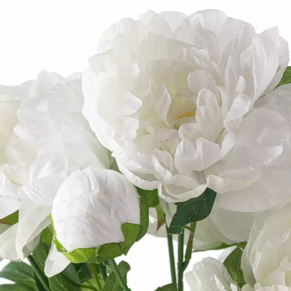 New 😍 12 Pack: White Peony Bush by Ashland® 🤩 6 New 😍 12 Pack: White Peony Bush by Ashland® 🤩 - Image 4