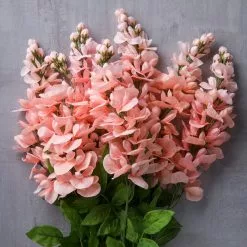 Best Sale 🤩 12 Pack: Coral Wisteria Bush by Ashland® 👍 -Ashland Sale Store MP547397 22