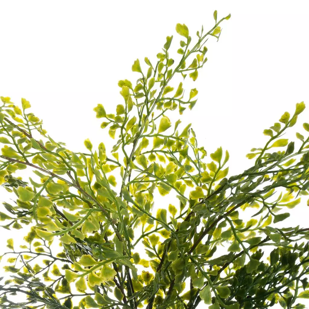 Buy 💯 12 Pack: Forest Fern Bush by Ashland® 💯 4 Buy 💯 12 Pack: Forest Fern Bush by Ashland® 💯 - Image 2