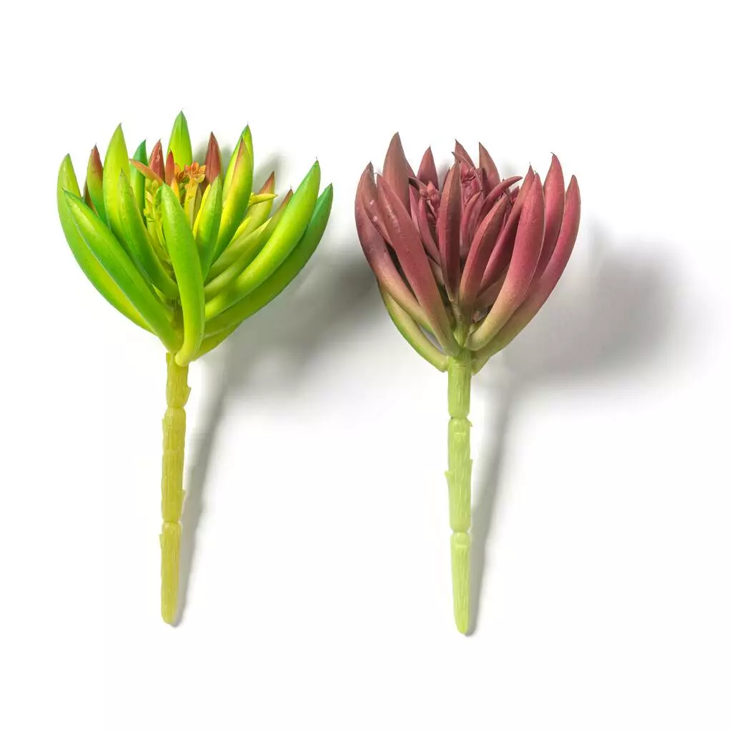 Best Sale 🌟 12 Pack: Assorted Succulent Pick by Ashland® 🎁 9 Best Sale 🌟 12 Pack: Assorted Succulent Pick by Ashland® 🎁 - Image 7