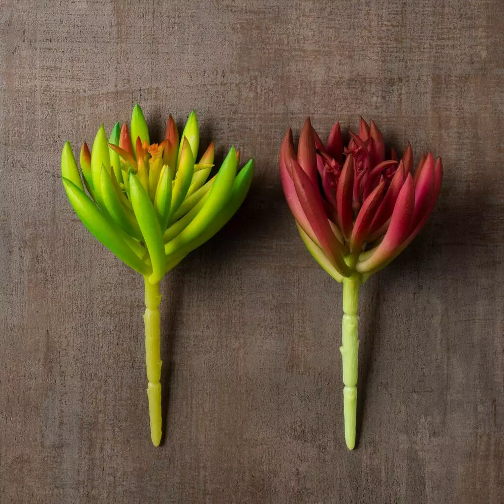 Best Sale 🌟 12 Pack: Assorted Succulent Pick by Ashland® 🎁 10 Best Sale 🌟 12 Pack: Assorted Succulent Pick by Ashland® 🎁 - Image 8