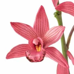 Best Pirce ⭐ 6 Pack: Mauve Boat Orchid Spray by Ashland® ✔️ -Ashland Sale Store MP626413 20