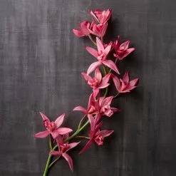 Best Pirce ⭐ 6 Pack: Mauve Boat Orchid Spray by Ashland® ✔️ -Ashland Sale Store MP626413 22