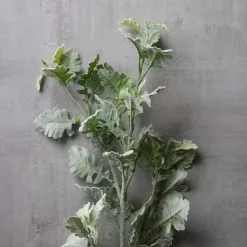 Best deal ⭐ 6 Pack: Frosted Dusty Miller Spray by Ashland® 🧨 -Ashland Sale Store MP626451 22