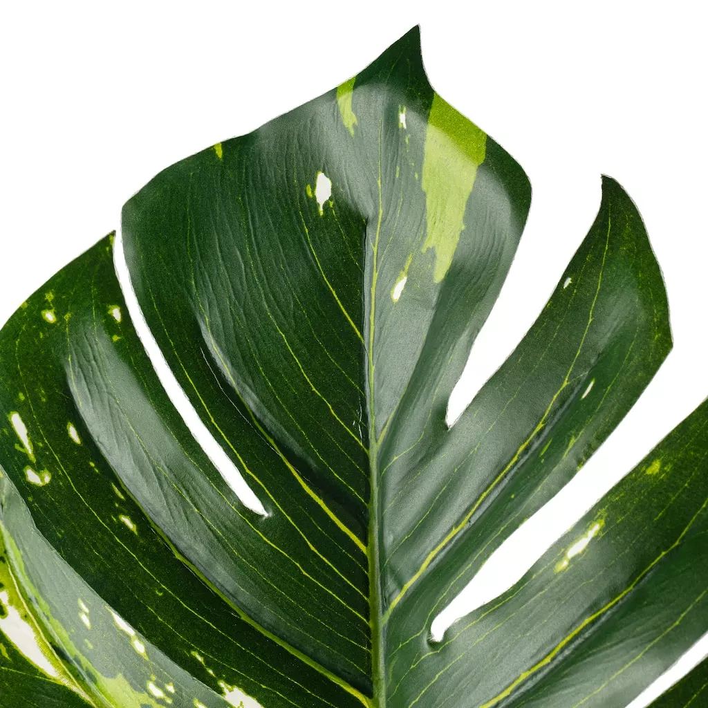 Best Pirce ✨ 12 Pack: Monstera Leaf Stem by Ashland® 🔔 6 Best Pirce ✨ 12 Pack: Monstera Leaf Stem by Ashland® 🔔 - Image 4