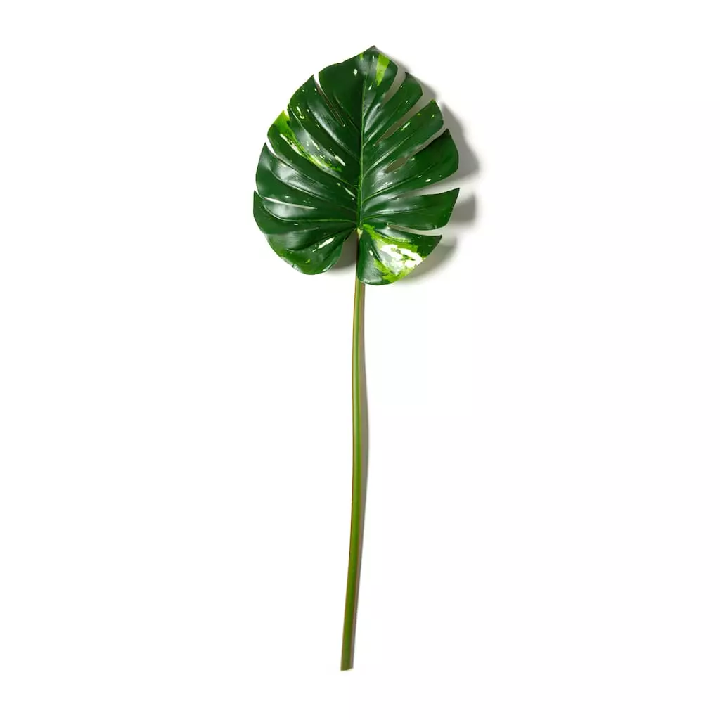 Best Pirce ✨ 12 Pack: Monstera Leaf Stem by Ashland® 🔔 7 Best Pirce ✨ 12 Pack: Monstera Leaf Stem by Ashland® 🔔 - Image 5