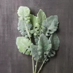 Best reviews of ✔️ 12 Pack: Green Dusty Miller Spray by Ashland® 😀 -Ashland Sale Store MP626483 22