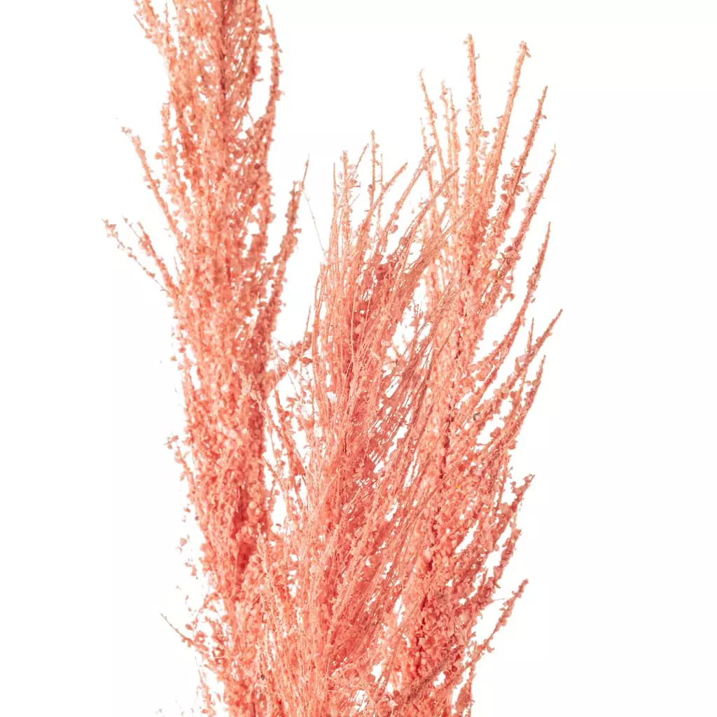 Best deal ๐ 6 Pack: Peach Pampas Grass Stem by Ashland® ๐ 6 Best deal ๐ 6 Pack: Peach Pampas Grass Stem by Ashland® ๐ - Image 4