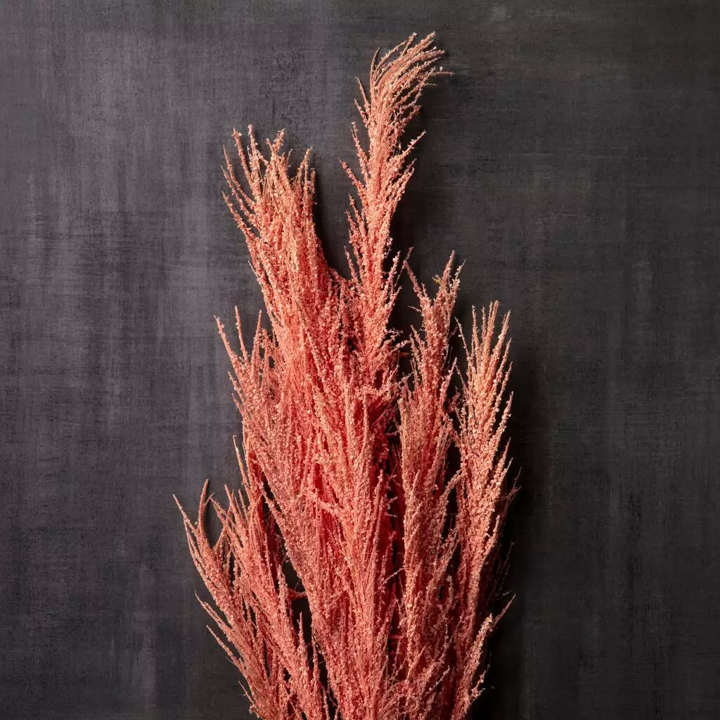 Best deal ๐ 6 Pack: Peach Pampas Grass Stem by Ashland® ๐ 8 Best deal ๐ 6 Pack: Peach Pampas Grass Stem by Ashland® ๐ - Image 6