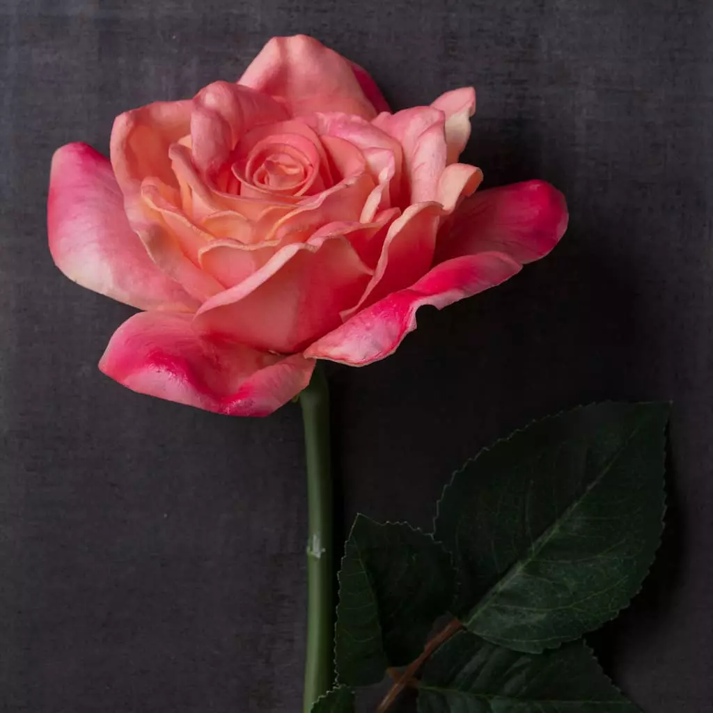 Promo ๐ 6 Pack: Pink Rose Stem by Ashland® โ 7 Promo ๐ 6 Pack: Pink Rose Stem by Ashland® โ - Image 5