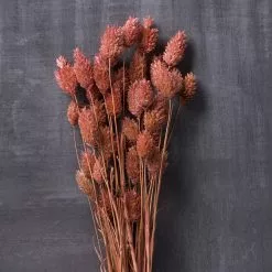 Cheap 🌟 6 Pack: Coral Poa Grass Bundle by Ashland® 🌟 -Ashland Sale Store MP628612 22