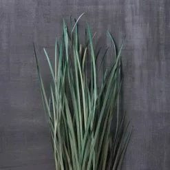 Cheapest ⌛ 8 Pack: Green Magnolia Flax Grass Bundle by Ashland® ⌛ 10 Cheapest ⌛ 8 Pack: Green Magnolia Flax Grass Bundle by Ashland® ⌛ -Ashland Sale Store MP646374 22